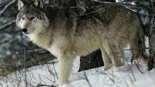 ตามติดชีวิตสัตว์สุดขั้ว ตอน แรด, หนูตุ่นไร้ขน, เสือ