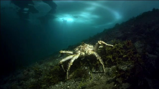 อัศจรรย์สัตว์โลกผู้พิชิต ตอน ปูยักษ์แห่งคัมชัตกา