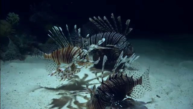 อัศจรรย์สัตว์โลกผู้พิชิต ตอน ปลาสิงโต