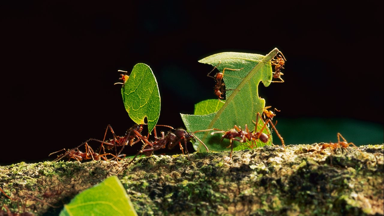 ลูกสัตว์และสัตว์อัจฉริยะแสนแปลก ตอน สัตว์อัจฉริยะ