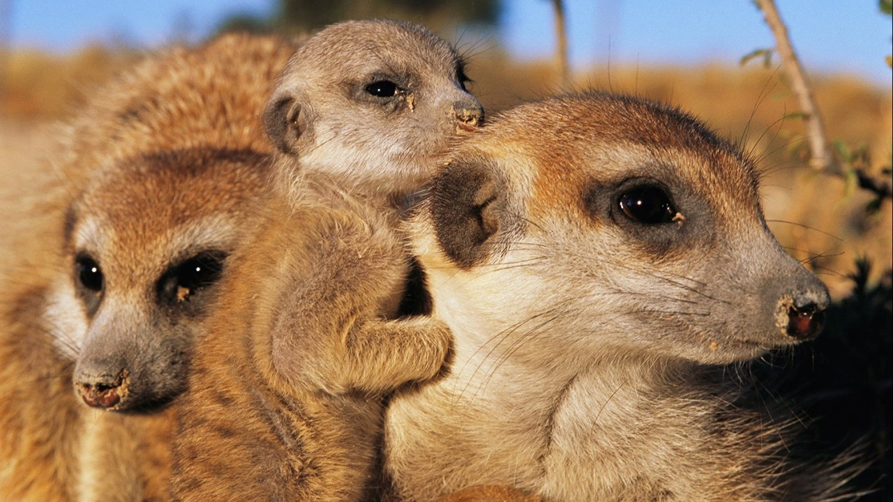 ลูกสัตว์และสัตว์อัจฉริยะแสนแปลก ตอน ลูกสัตว์สุดแปลก