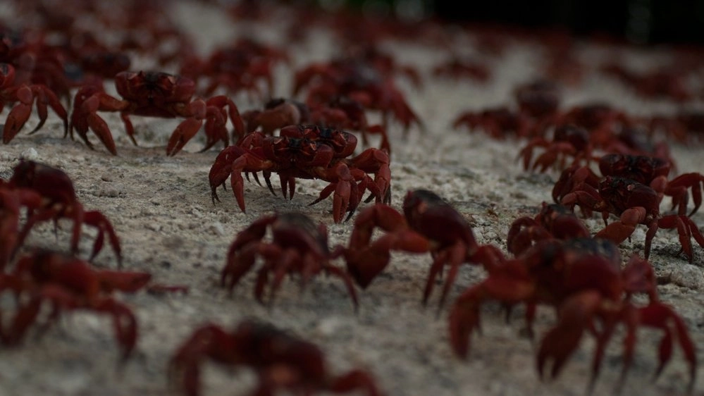 มหากาพย์อพยพข้ามโลก ตอน เกิดมาเพื่ออพยพ