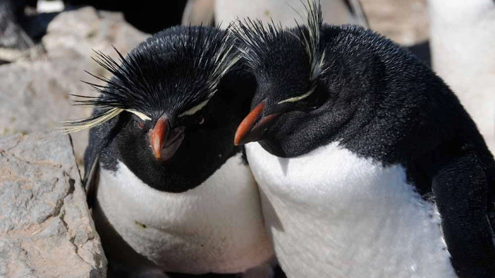 มหากาพย์อพยพข้ามโลก ตอน เพื่อสืบสายพันธุ์