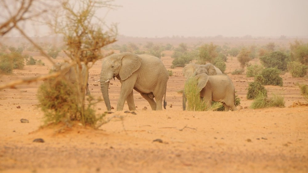 มหากาพย์อพยพข้ามโลก ตอน อิ่มหรืออด
