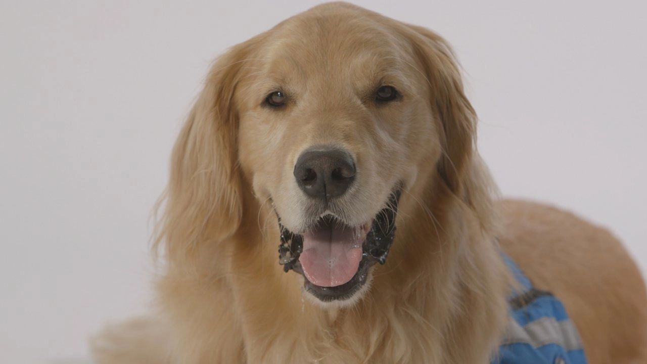 เพื่อนรักแสนรู้ ตอน เมื่อสุนัขต้องแก้ปัญหา