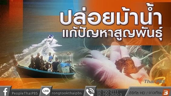 ปล่อยม้าน้ำแก้ปัญหาสูญพันธุ์