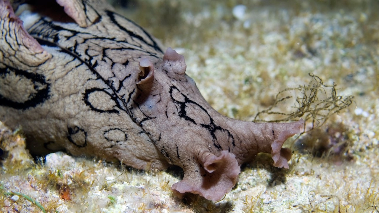 ตื่นตากับสัตว์แสนแปลก ตอน สัตว์แปลกบนท้องฟ้า