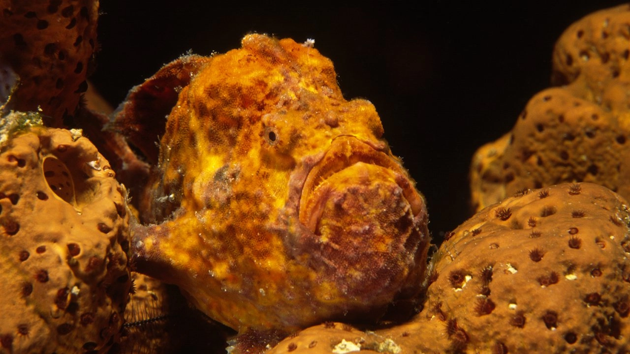 ตื่นตากับสัตว์แสนแปลก ตอน สัตว์แปลกบนบก