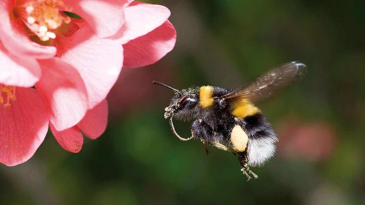 ความลับของบัมเบิลบี