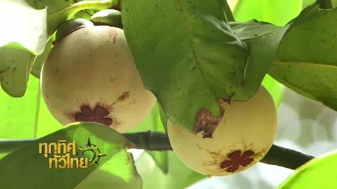 ประเด็นข่าว (26 ก.ย. 59)