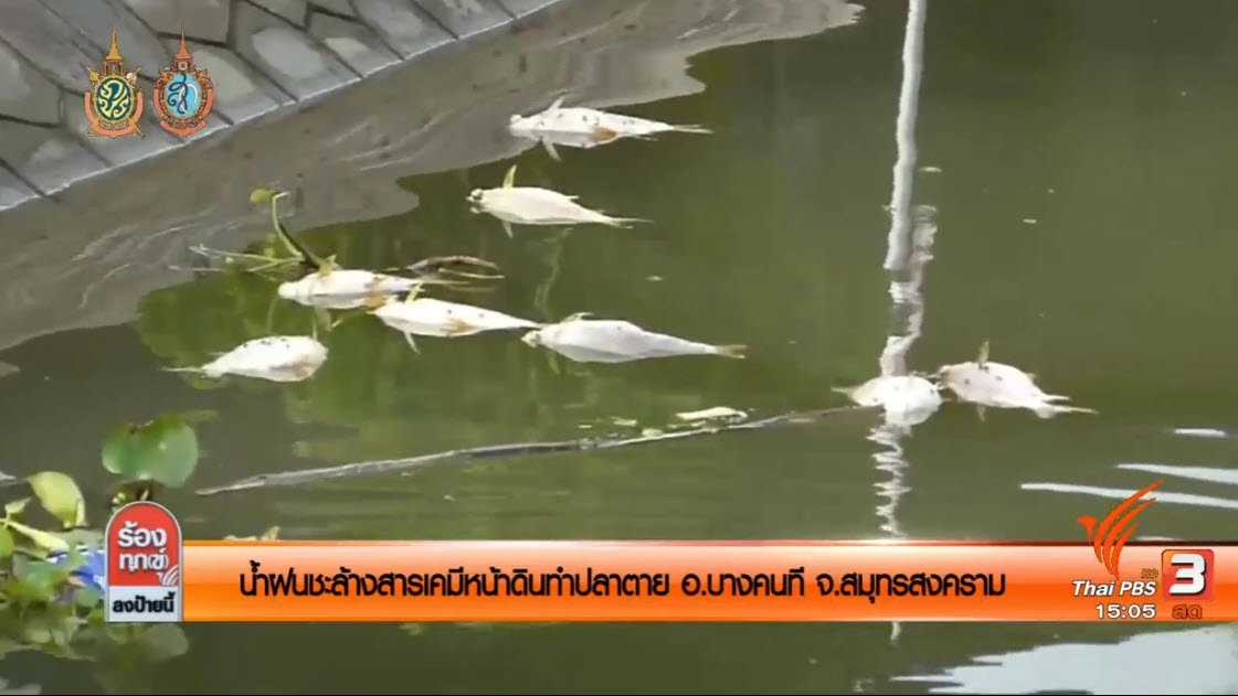 น้ำฝนชะล้างสารเคมีหน้าดินทำปลาตาย อ.บางคนที จ.สมุทรสงคราม