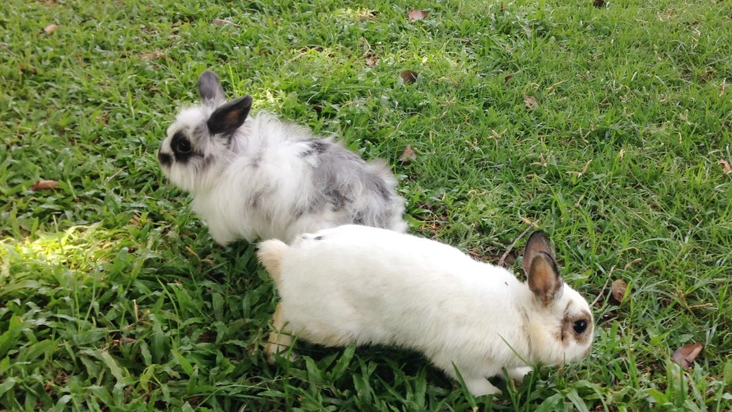 กระต่ายกับเต่า ใครวิ่งไวกว่ากัน?