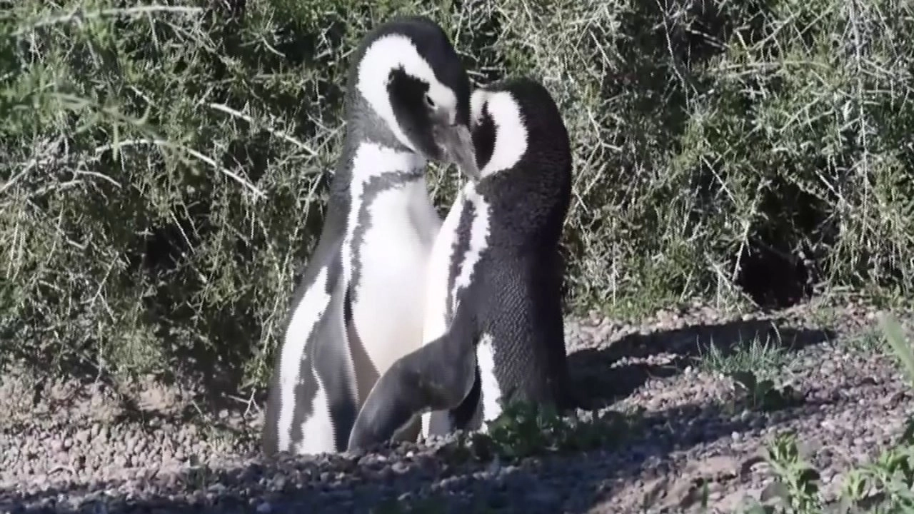 เพนกวิน