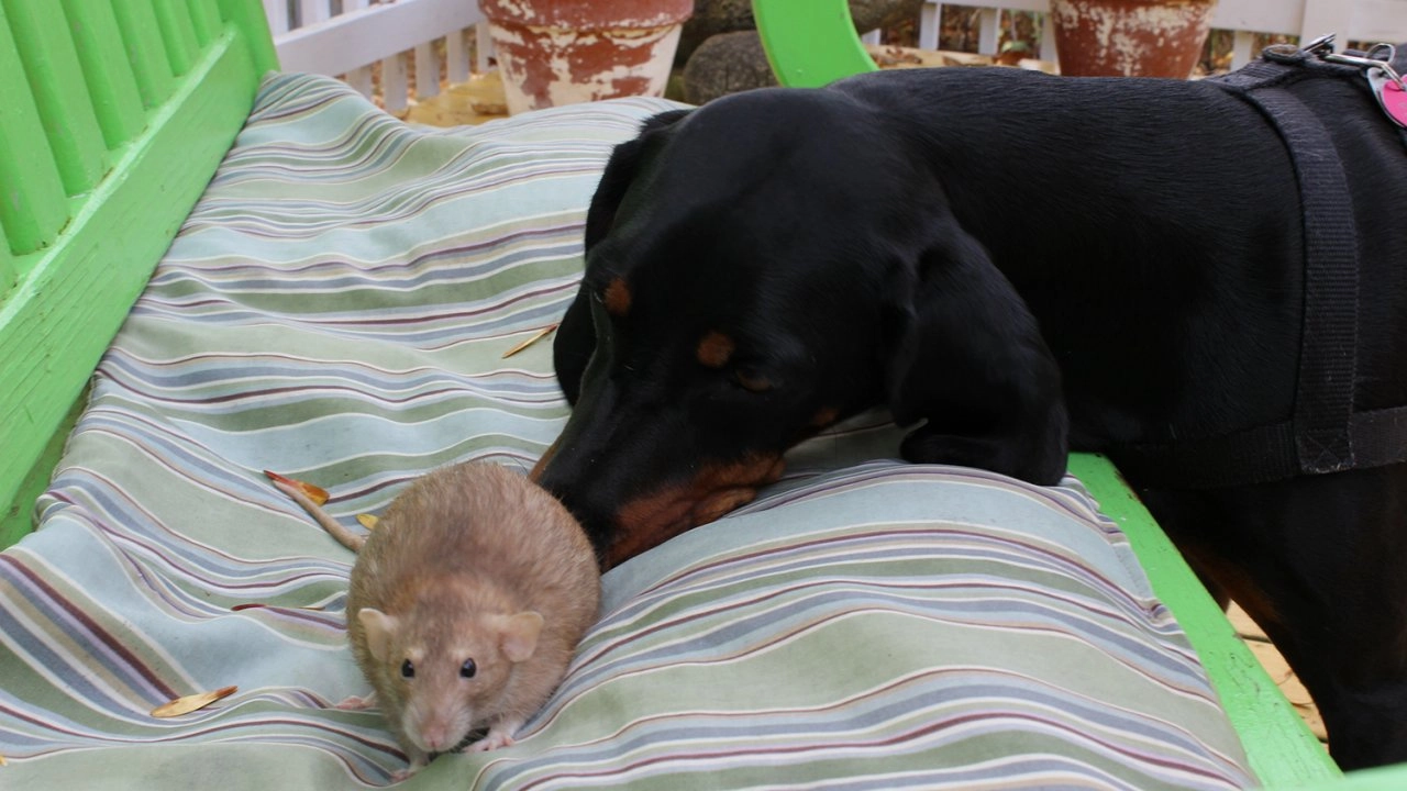 เพื่อนซี้ต่างพันธุ์ ตอน รักแรกพบ