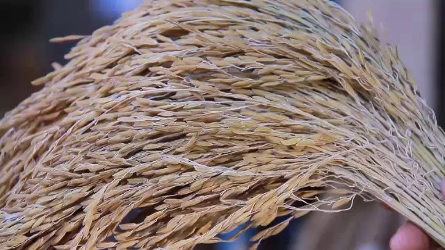 ​หอมดอกฮัง