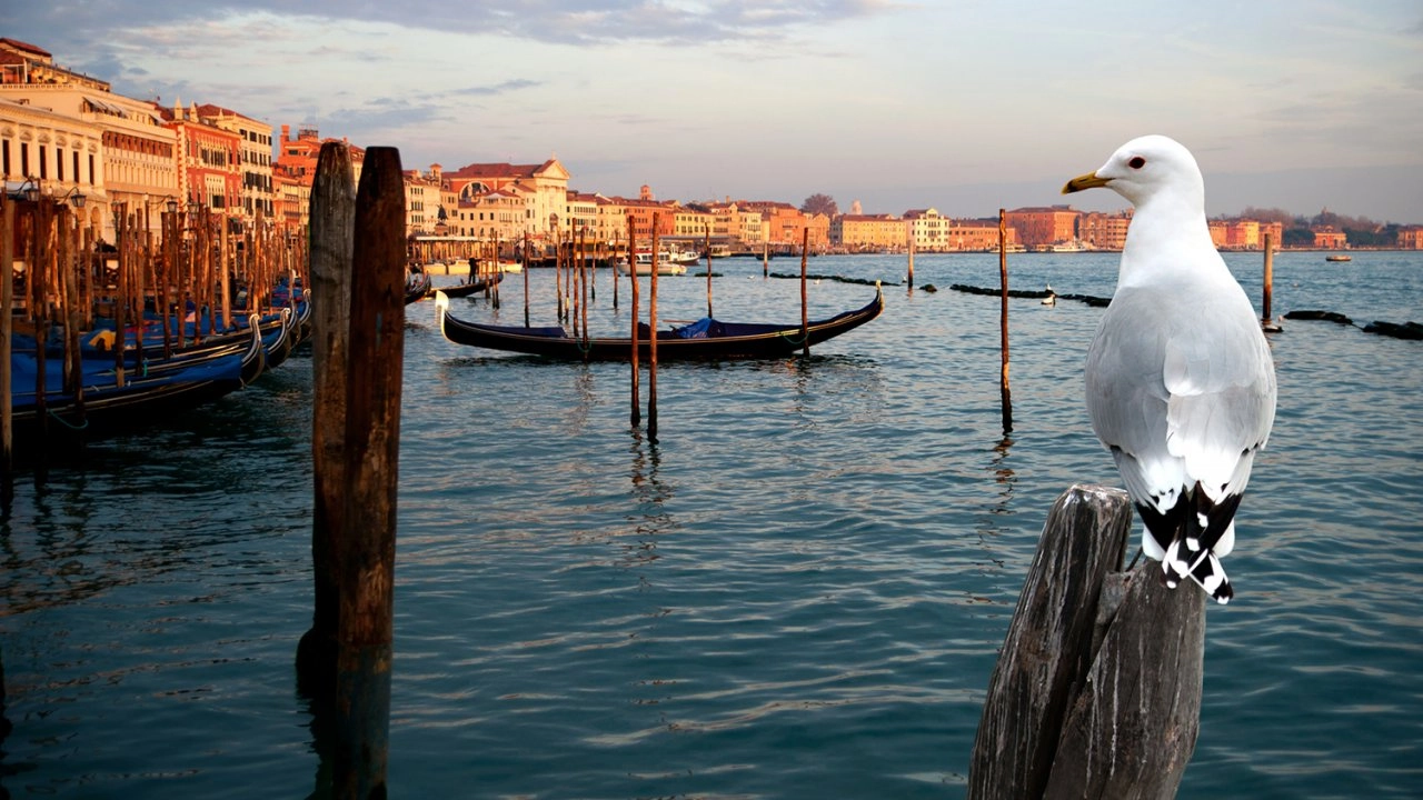 มหัศจรรย์ธรรมชาติเวนิส