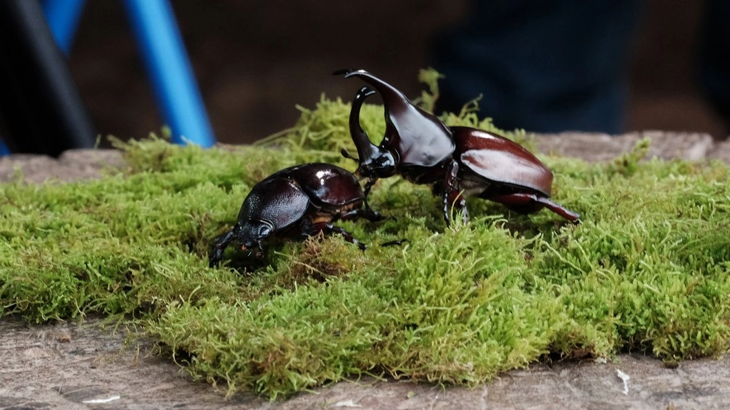 "ด้วงกว่าง" สัตว์เลี้ยงบ้านนา