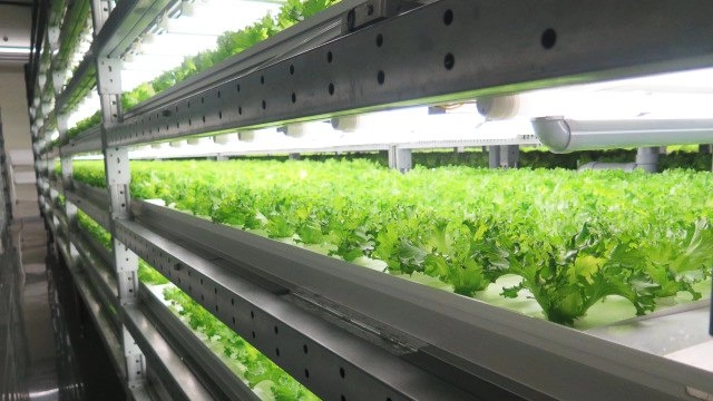 ปลูกผักเพื่อผู้ป่วย