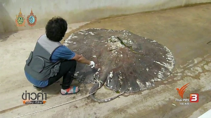 ประเด็นข่าว (6 ต.ค. 59)