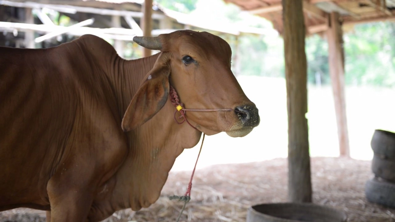 โพนยางคำ​