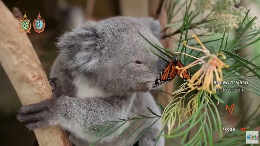 โคอาล่าน้อย