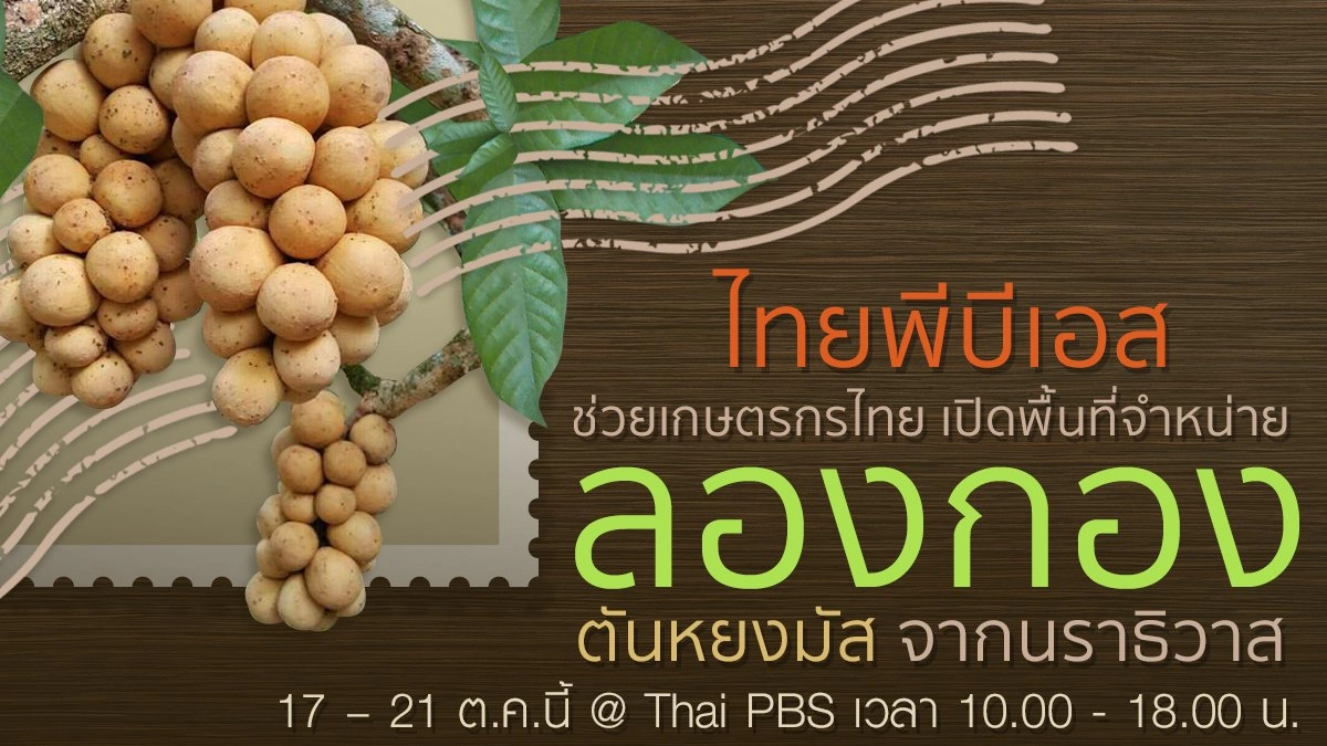 ​ไทยพีบีเอสช่วยเกษตรกรไทย จำหน่ายลองกองตันหยงมัส จ.นราธิวาส