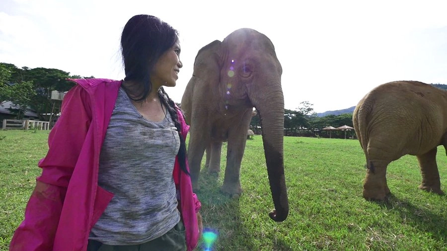 คนกับช้าง