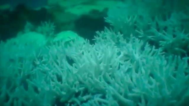 วิกฤตปะการังฟอกขาว