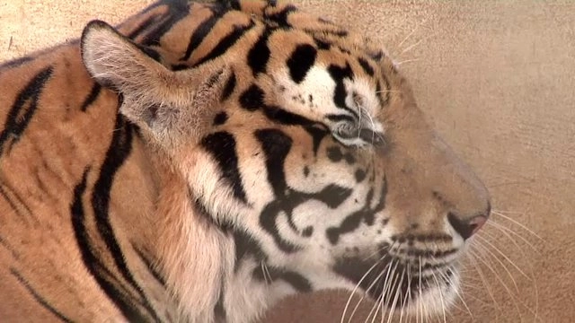 ปมค้าเสือ