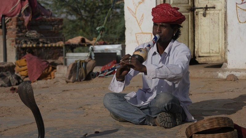 ยิปซีงูราชสถาน