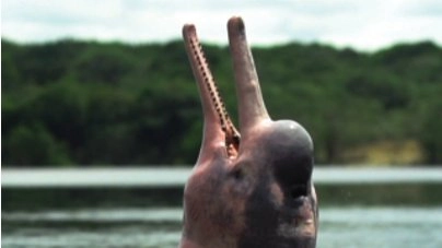 เผยความลับโลมาสีชมพู