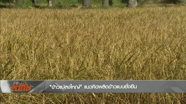 นาแปลงใหญ่ ราชบุรี