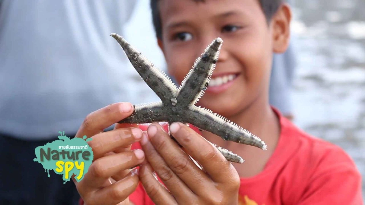 ดูดาวในทะเล