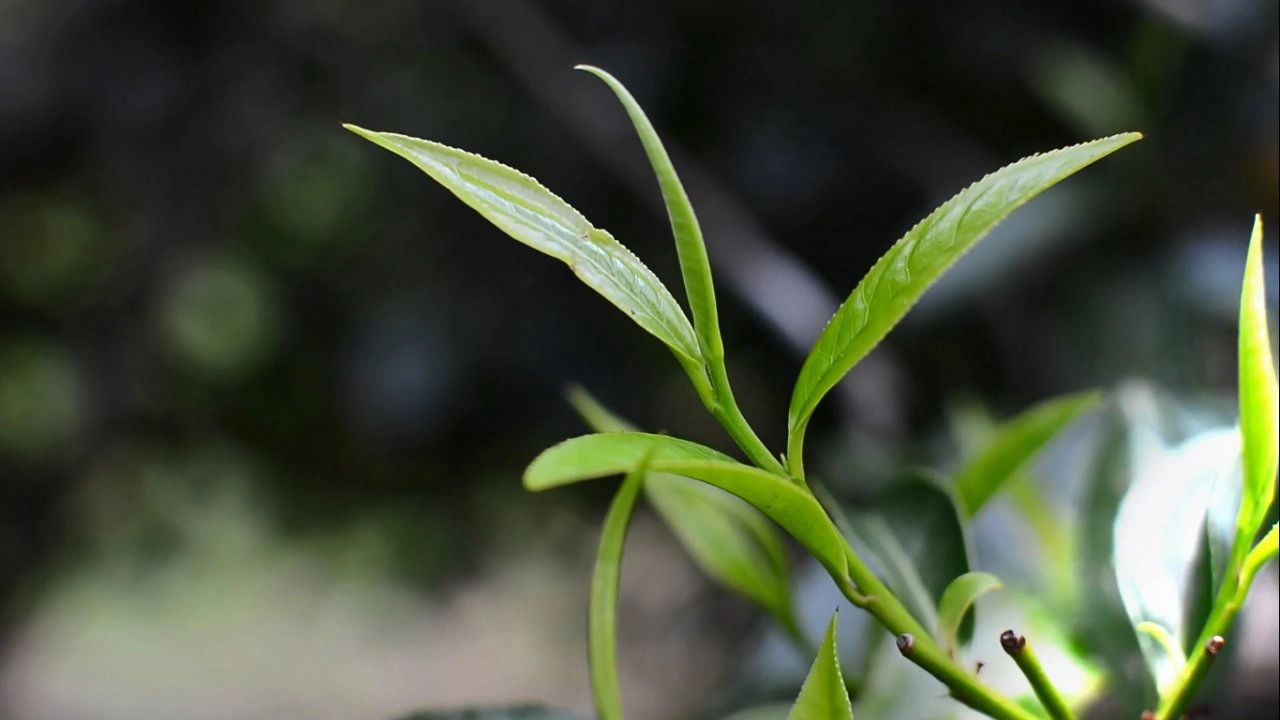 เมี่ยง...ขุมทรัพย์ใบชา