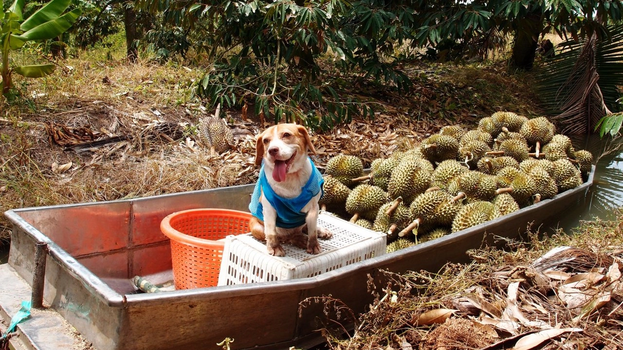 ทุเรียนหมอนทอง