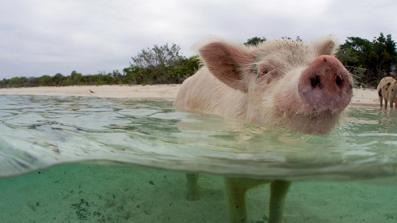 เหตุการณ์ธรรมชาติสุดพิลึก ตอน แคริบเบียน