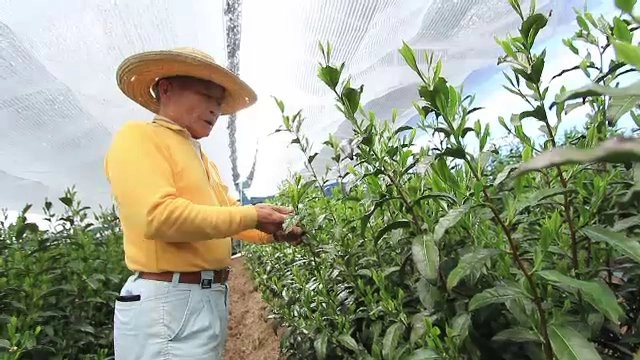 ชาเขียวขวด 3 แสน