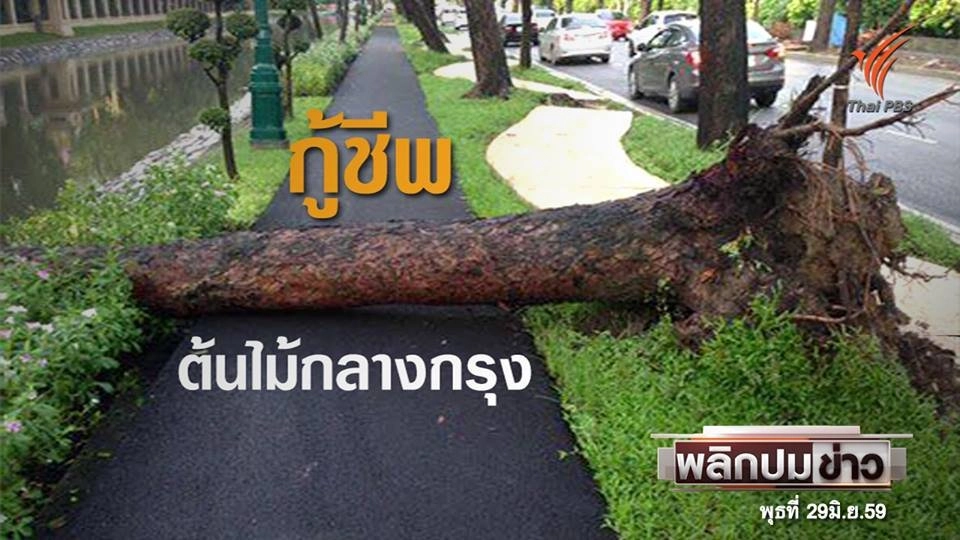 กู้ชีพ ต้นไม้กลางกรุง