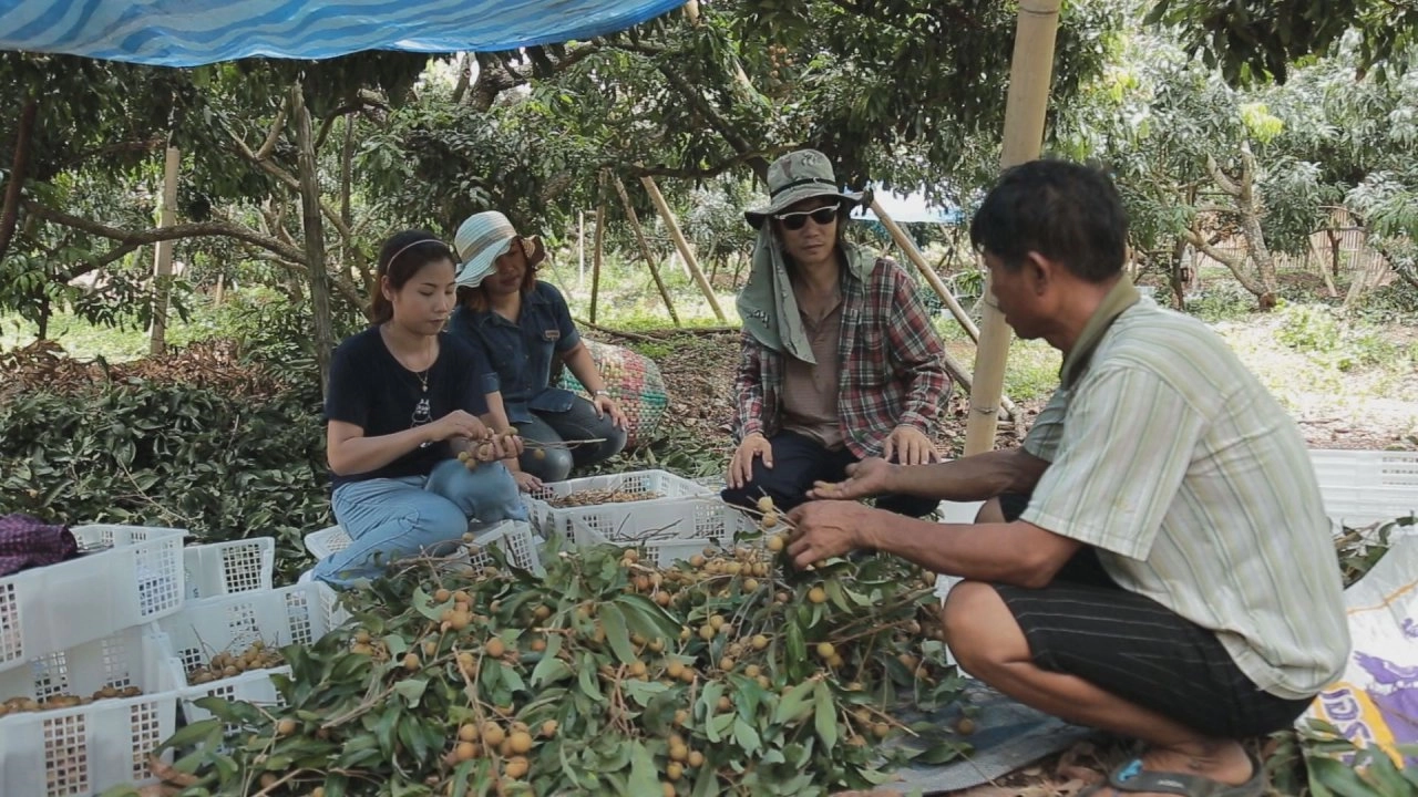 ลำไยในเงาจีน​