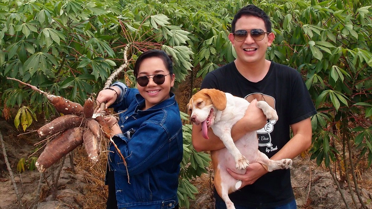 มันสำปะหลัง