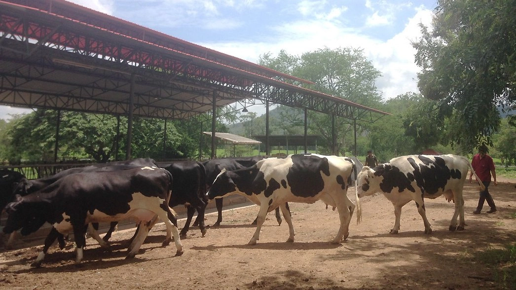 วัวออร์แกนิก