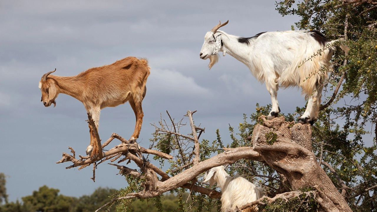 เหตุการณ์ธรรมชาติสุดพิลึก ตอน แคลิฟอร์เนีย