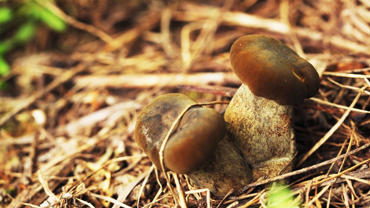 เห็ดตับเต่า