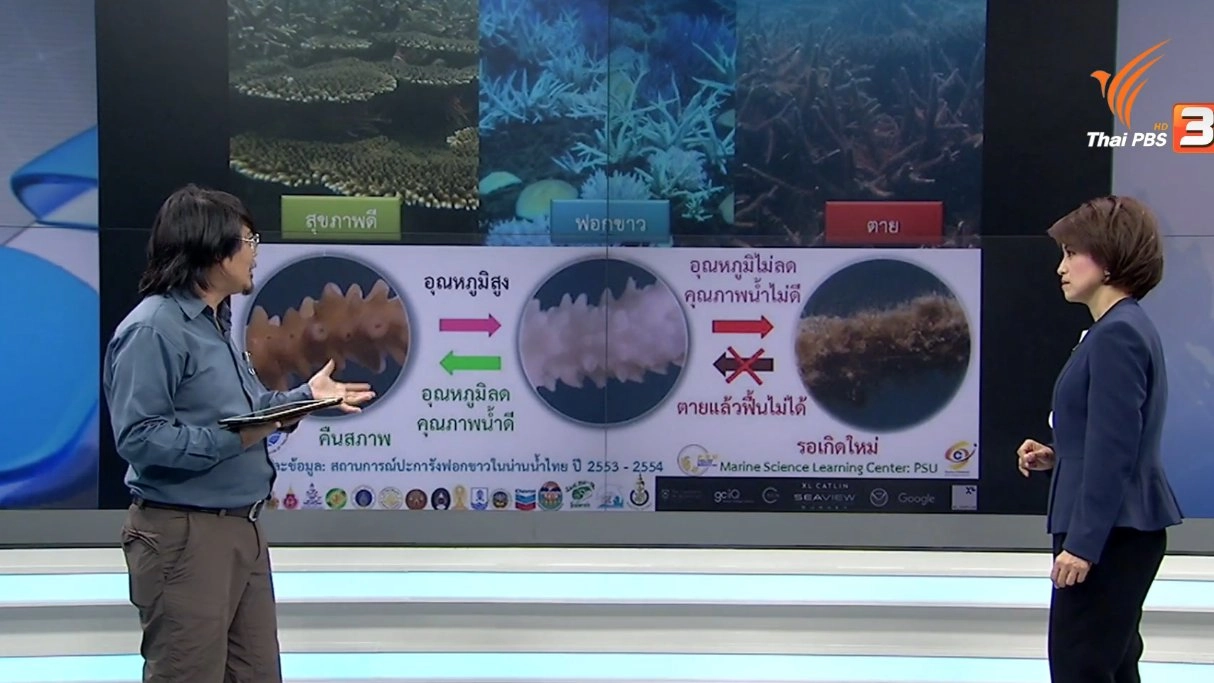 ปะการังฟอกขาว ปัญหาที่ต้องตื่นตัว
