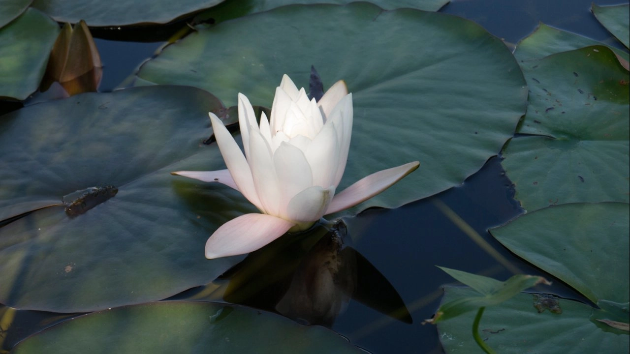 มหากาพย์ดอกไม้โลก ตอน ดอกกุหลาบและดอกบัว