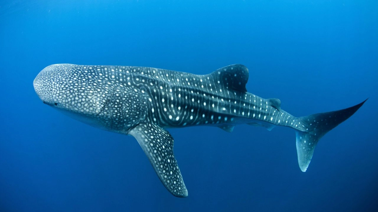 ​ฉลามวาฬ