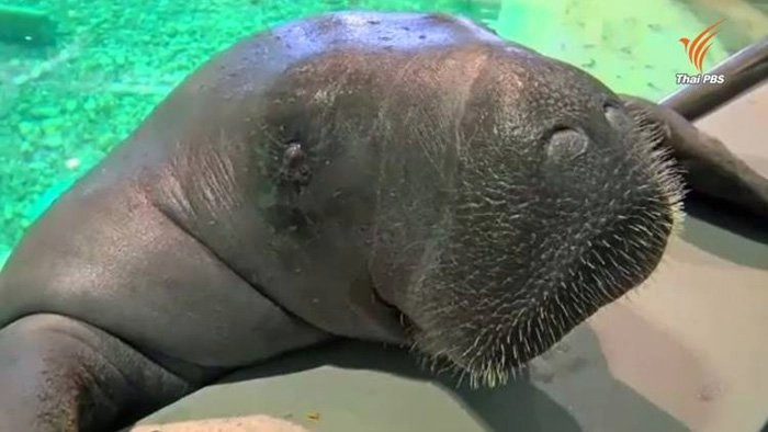 ​พะยูนที่มีอายุมากที่สุดในโลก