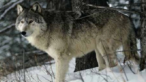 ตามติดชีวิตสัตว์สุดขั้ว  ตอน  กบ , นกฮูก , สิงโต