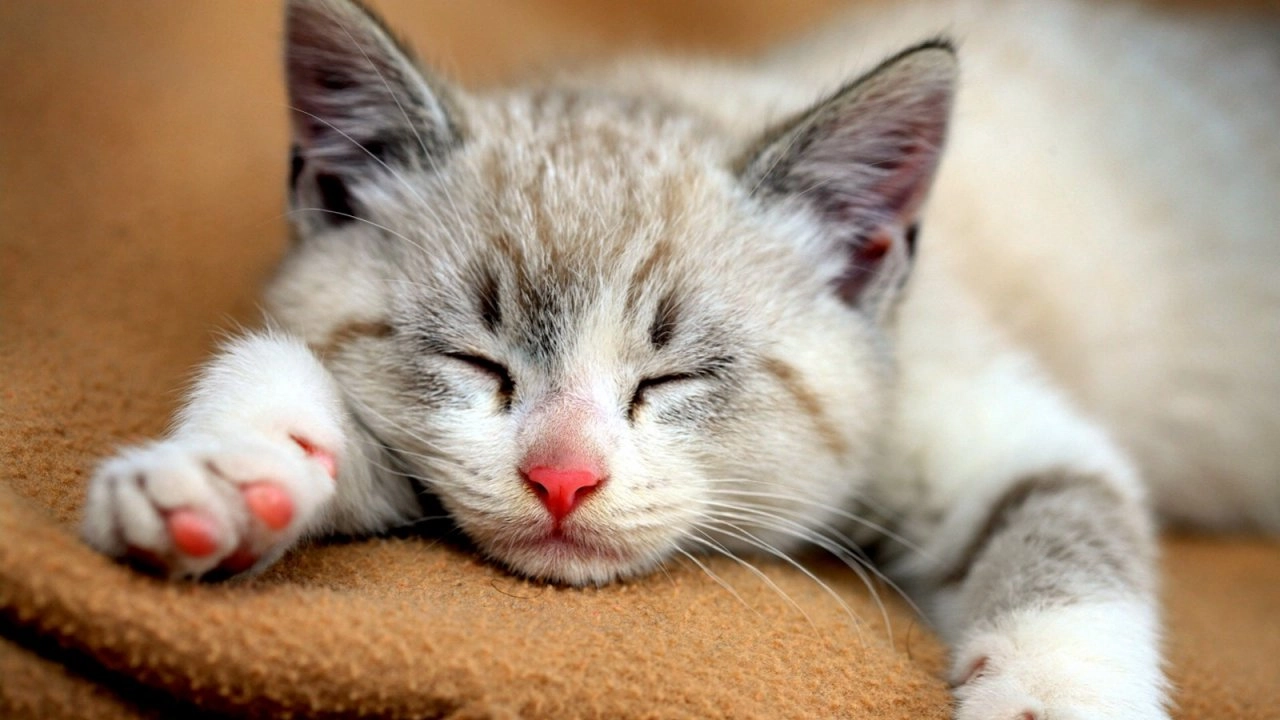 วันแมวโลก