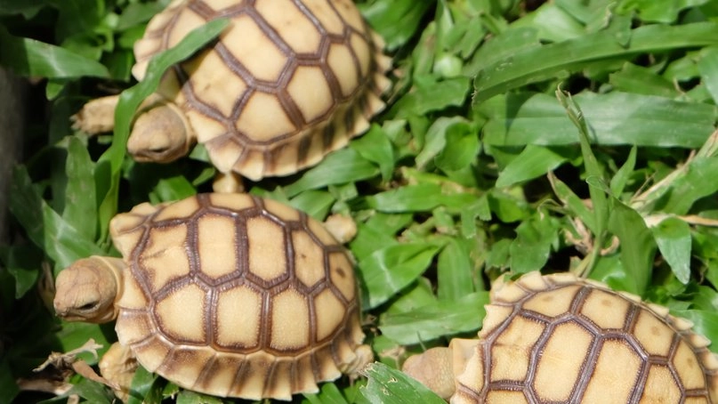 สัตว์(เลี้ยง)เลือดเย็น ตอน 2